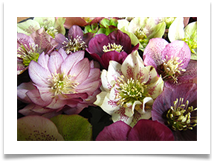 Hellebores - Helen Kulczycki